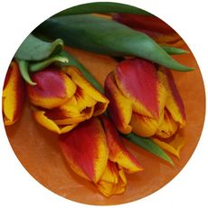 Tulpen-orange.jpg